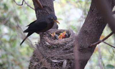 Bird and the nest