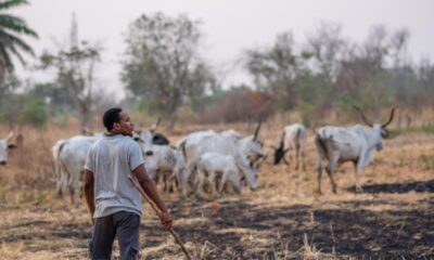Fulani herdsmen and their cow