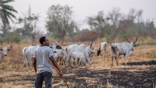 Fulani herdsmen and their cow