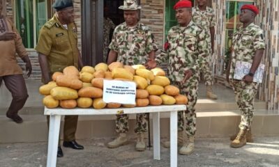 Army intercepts cannabis worth N4.9m in Yobe
