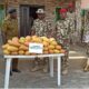 Army intercepts cannabis worth N4.9m in Yobe