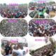 Peter Obi Obidient rally