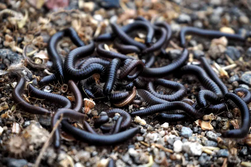 milipedes