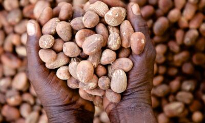 Shea Nuts
