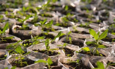 Tree seedlings planting