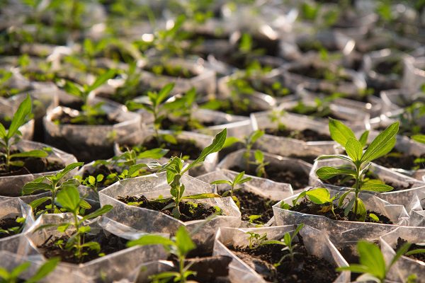 Tree seedlings planting