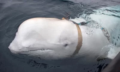Russia spy whale