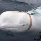 Russia spy whale