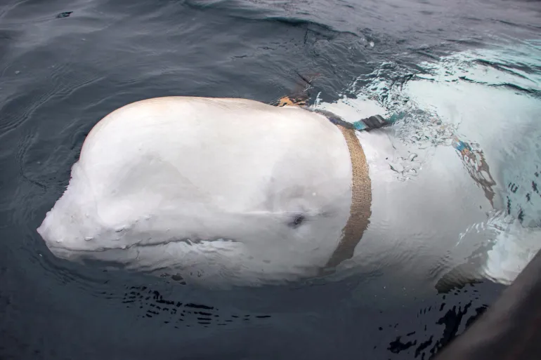 Russian ‘spy’ whale Hvaldimir spotted off Sweden coast – Opinion Nigeria