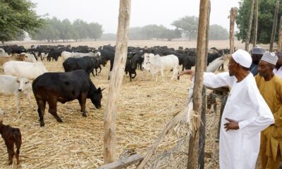 Buhari and his cow