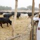 Buhari and his cow