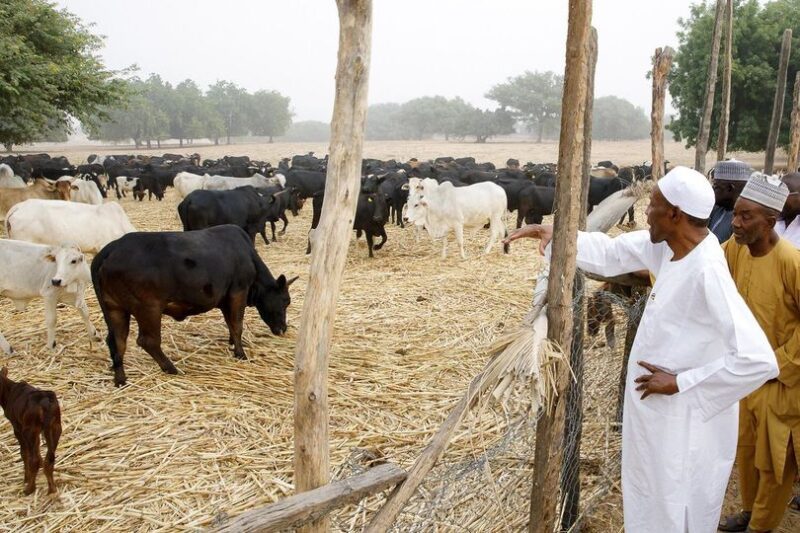 Buhari and his cow