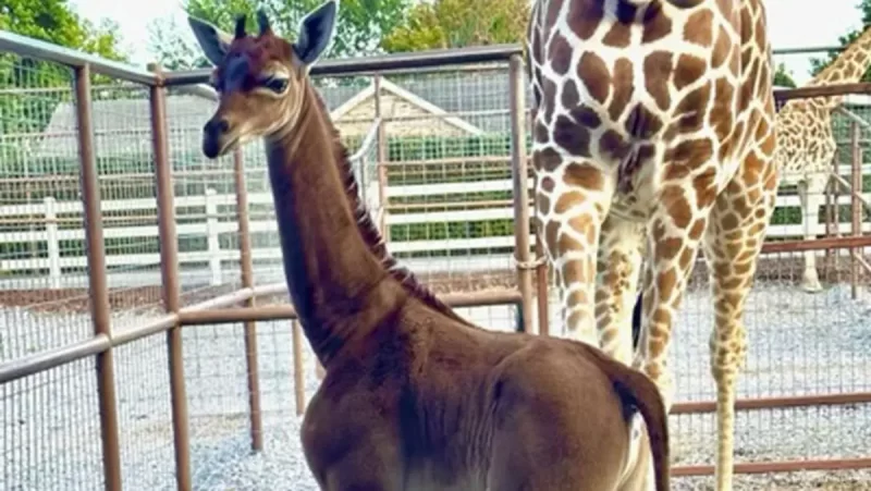 Giraffe