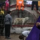 Animals go hungry at war-torn Gaza zoo