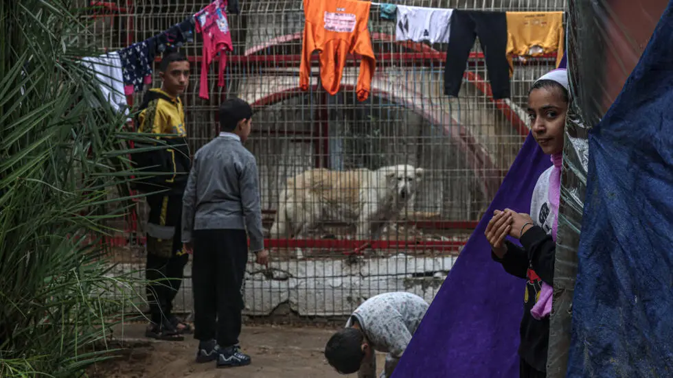 Animals go hungry at war-torn Gaza zoo