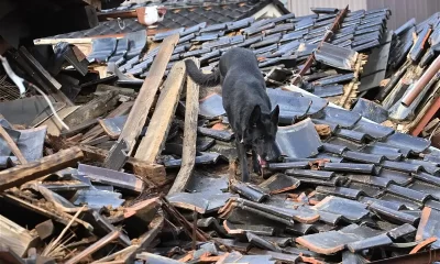 Dog and demolished building