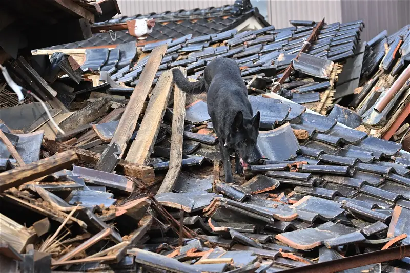 Dog and demolished building