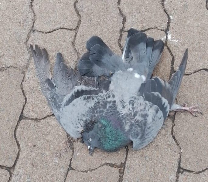 Bird - Pidgin