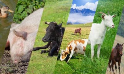 Livestock - Economy - price of goods in Nigeria - Food