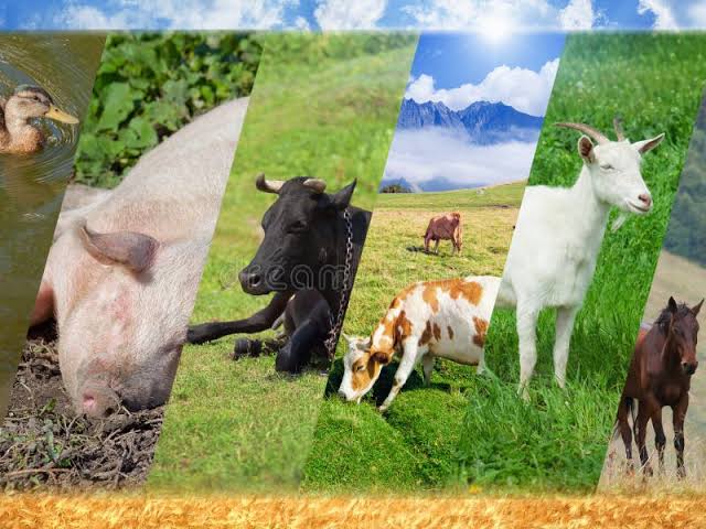 Livestock - Economy - price of goods in Nigeria - Food