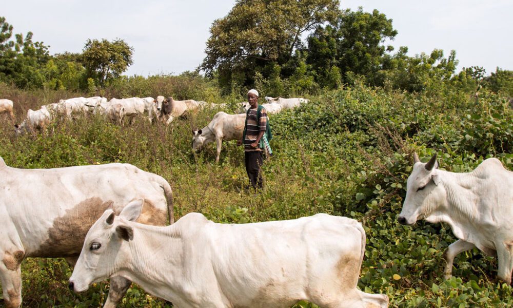 Escalating Tension: The Farmer Herder Clash in Nigeria -By longbakwa Kevin Maiyaki