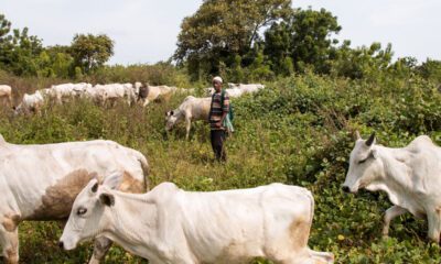 Fulani herdsmen - cow