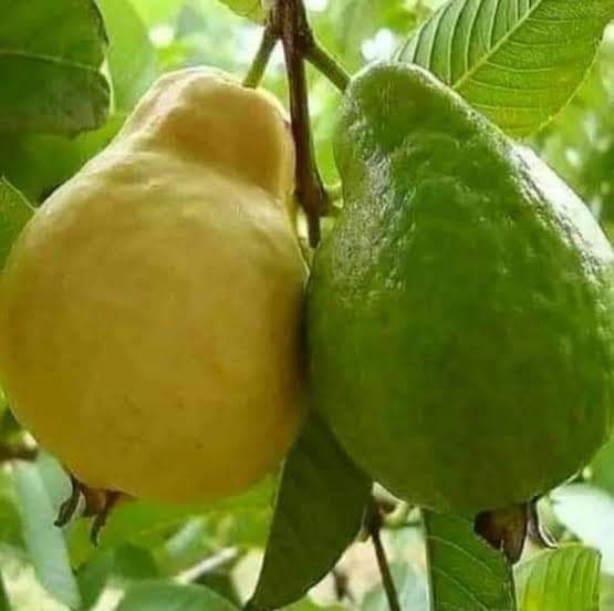 GUAVA