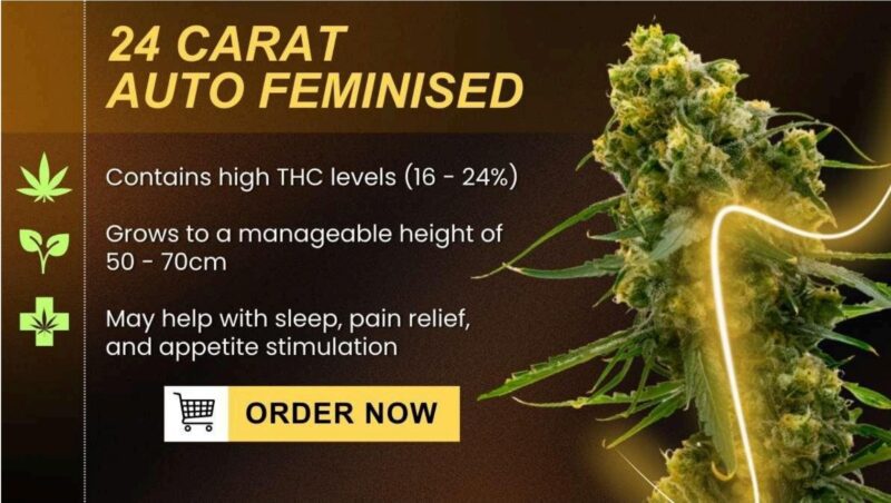 24 carat auto feminized