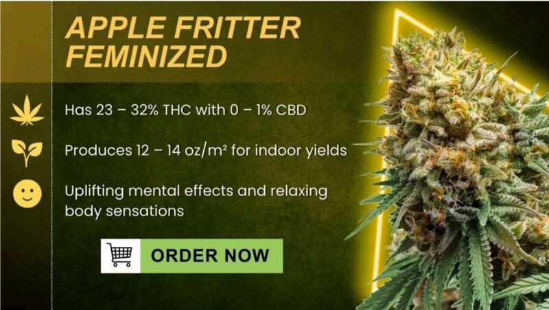 Apple fritter feminized