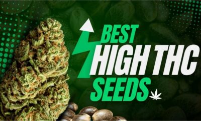 Best High THC seed