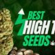 Best High THC seed