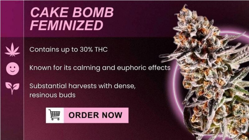 Cake bomb feminized