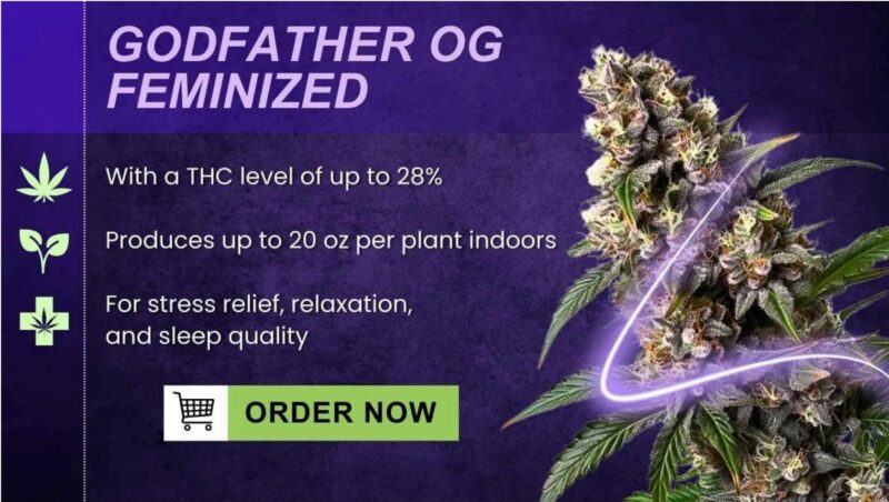 Godfather OG feminized