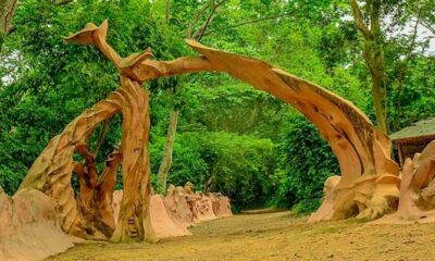 Osun-Osogbo Grove