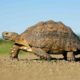 Mountain tortoise