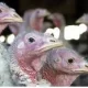 Avian Influenza