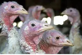 Avian Influenza