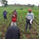 Farming In Nigeria