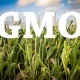GMO Corn